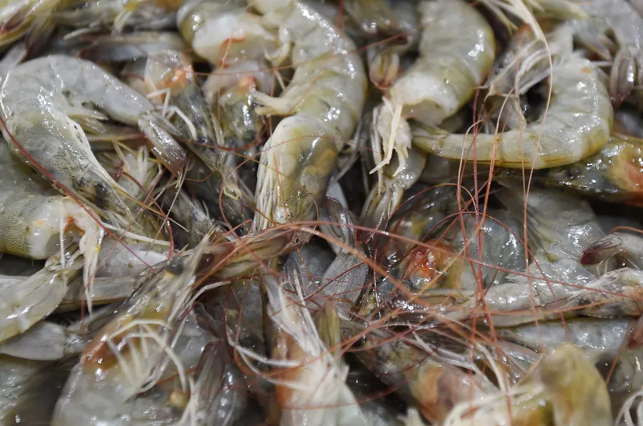 Defeso do camarão começa nesta quarta-feira no Paraná; saiba o que é permitido